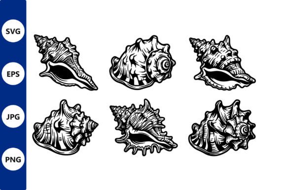 Conch Shell Line Art: Black & White Graphics & Illustrations